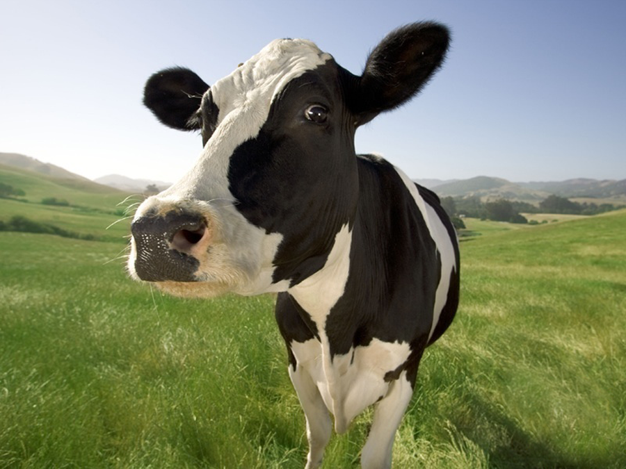 comment-est-fabriquee-la-whey-proteine