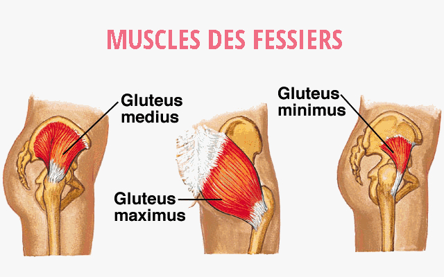morphologie-des-muscles-fessiers