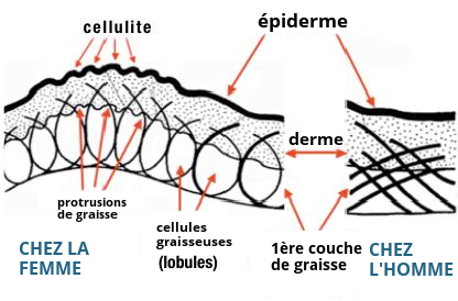 Micro-anatomie de la cellulite